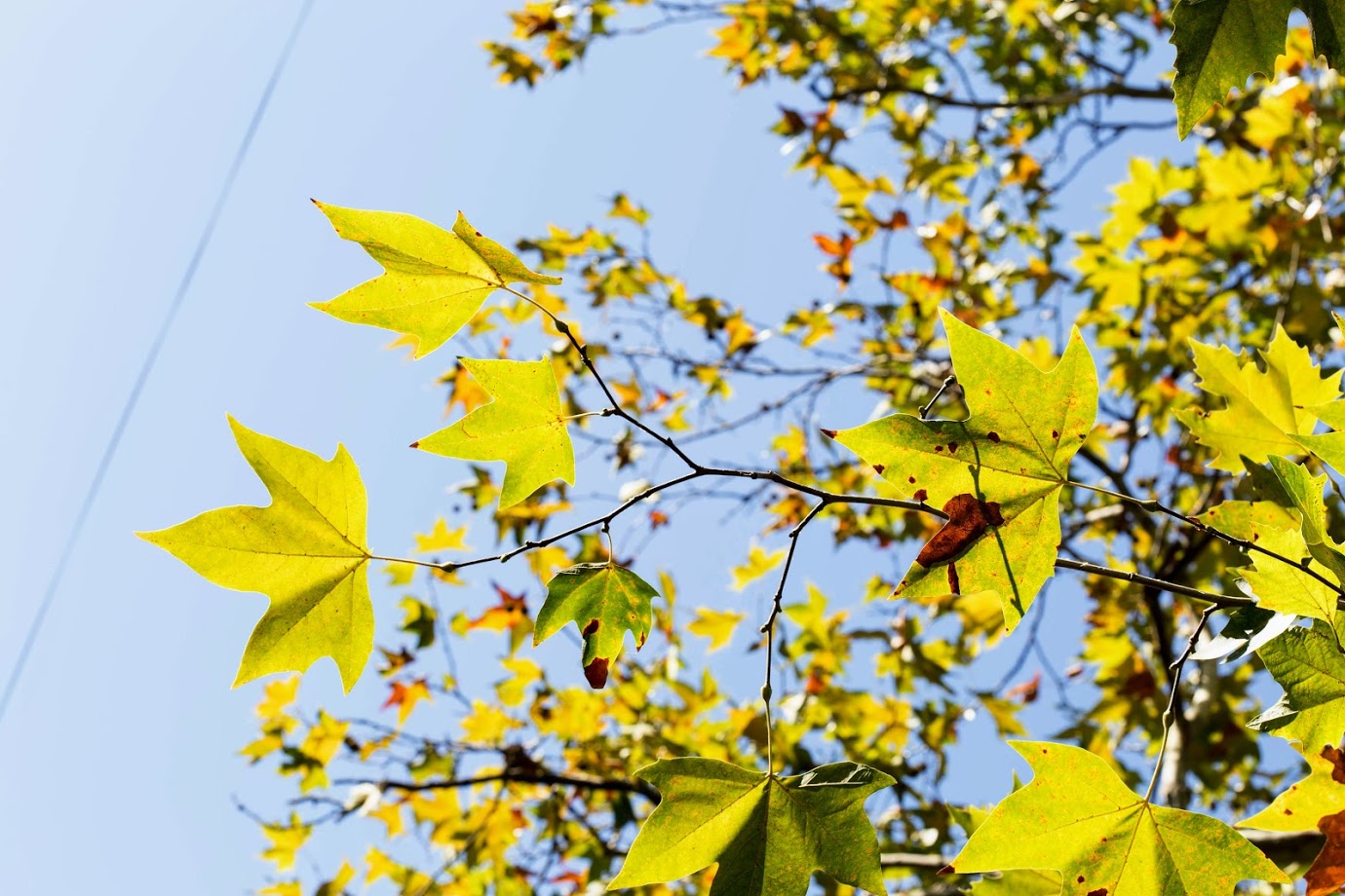 Изображение особи Platanus &times; acerifolia.