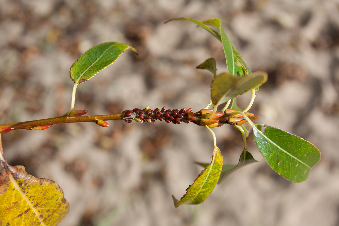 Image of Salix pentandra specimen.