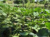 Смотреть изображение Nelumbo caspica