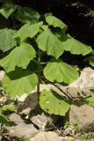 Paulownia tomentosa. Молодое растение. Краснодарский край, г. Сочи, Лазаревский р-н, с. Барановка, пойма реки. 05.08.2018.