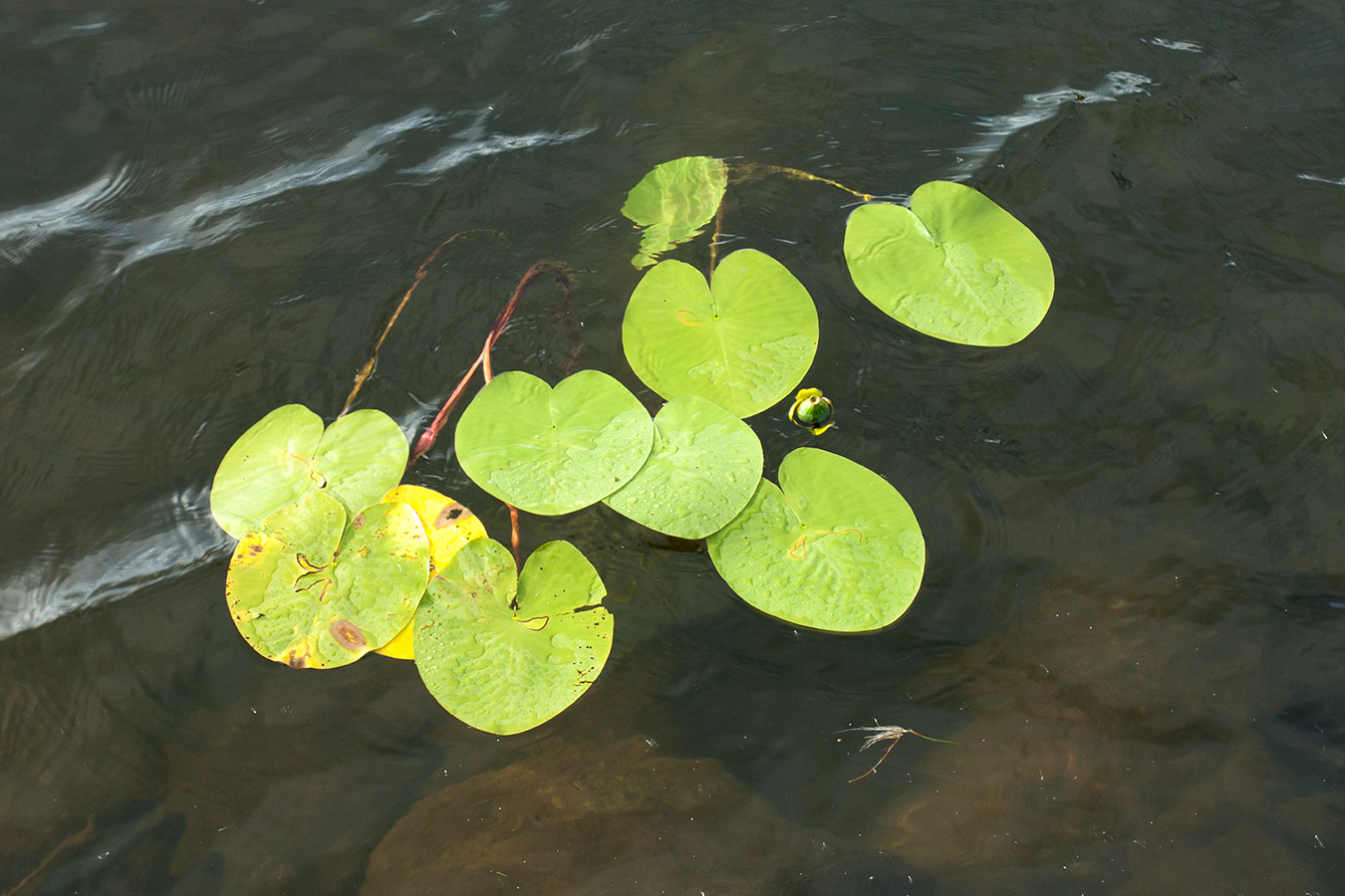 Изображение особи Nuphar lutea.