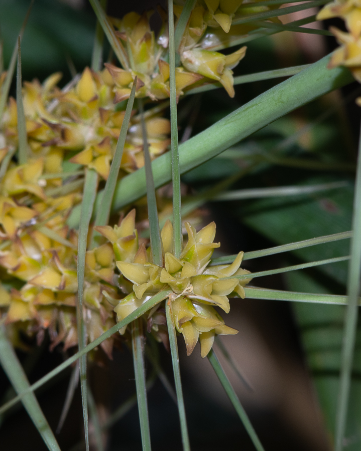 Image of Lomandra longifolia specimen.