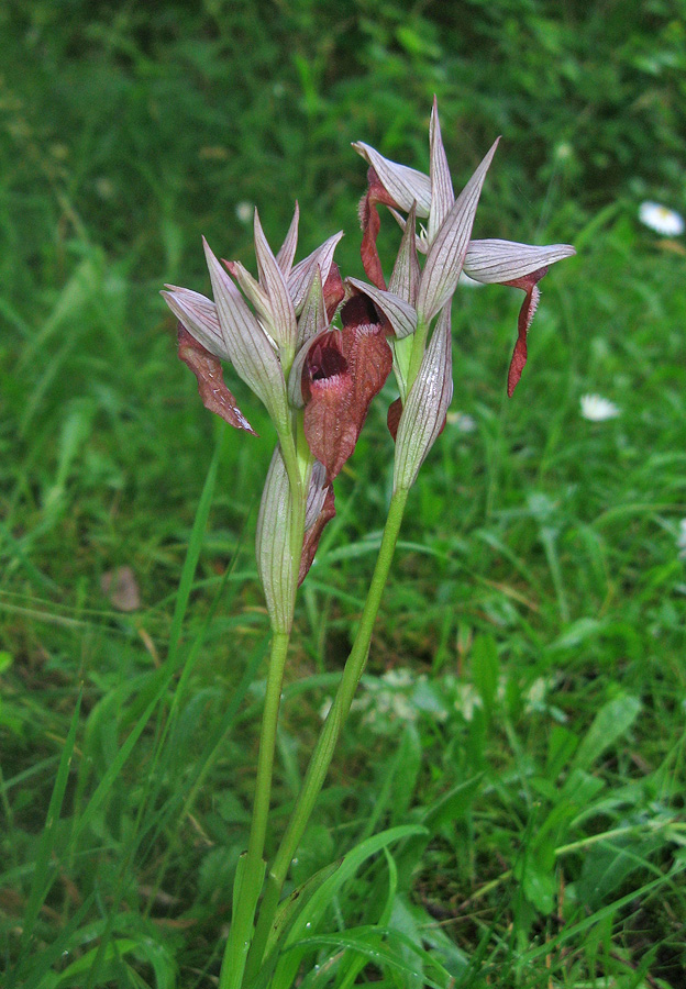 Изображение особи Serapias orientalis ssp. feldwegiana.