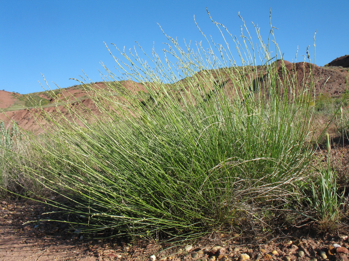 Image of Astragalus eremospartoides specimen.