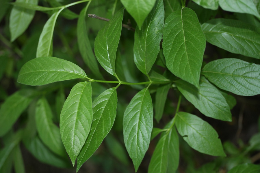 Image of Lonicera involucrata specimen.