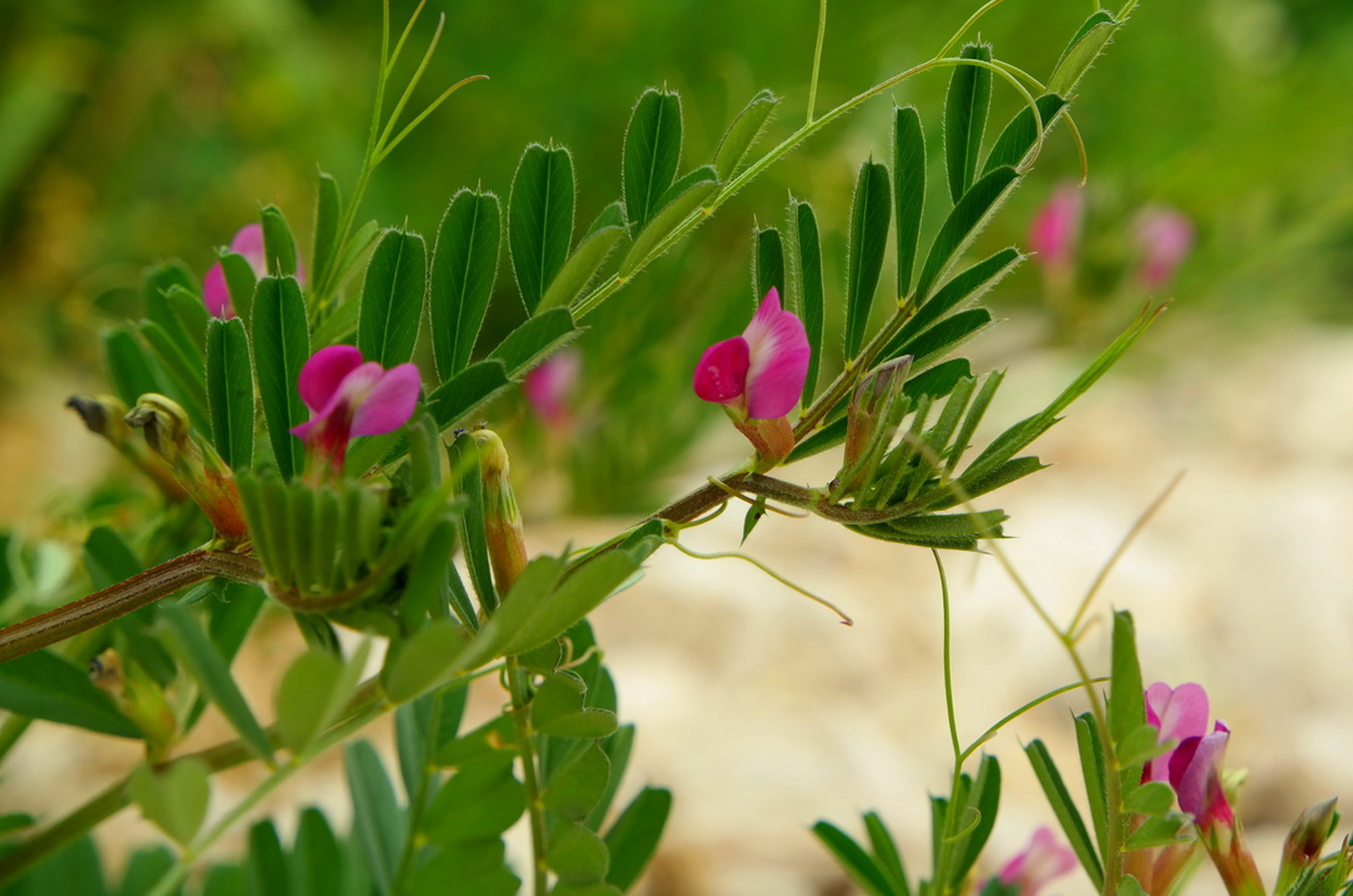 Image of Vicia cordata specimen.