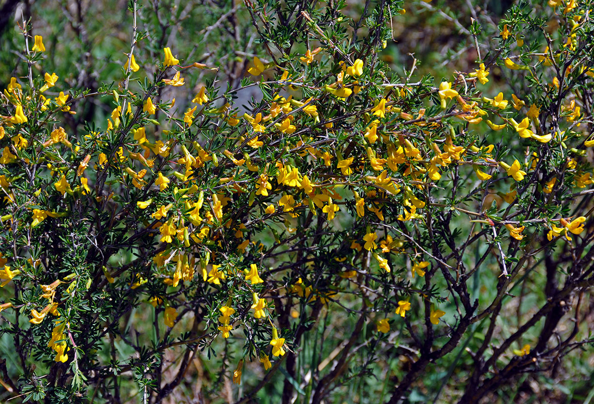 Image of Caragana pygmaea specimen.