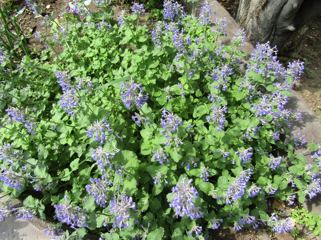 Image of Nepeta mussinii specimen.