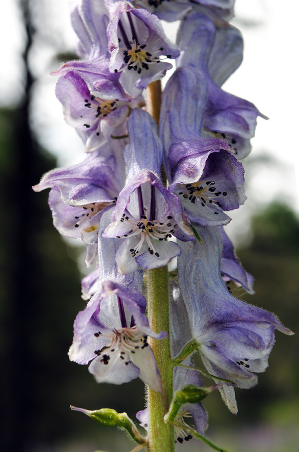 Изображение особи Aconitum leucostomum.