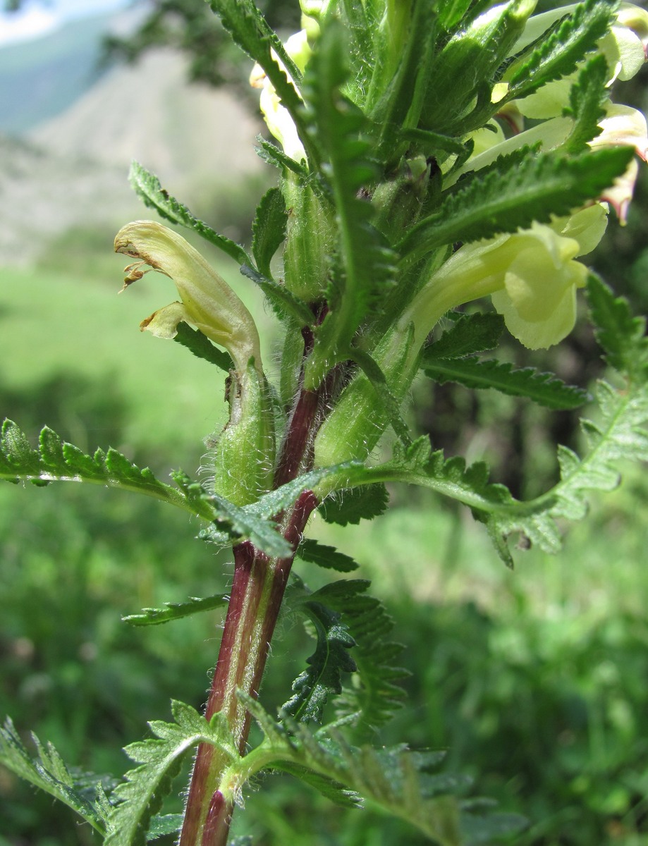 Image of Pedicularis daghestanica specimen.