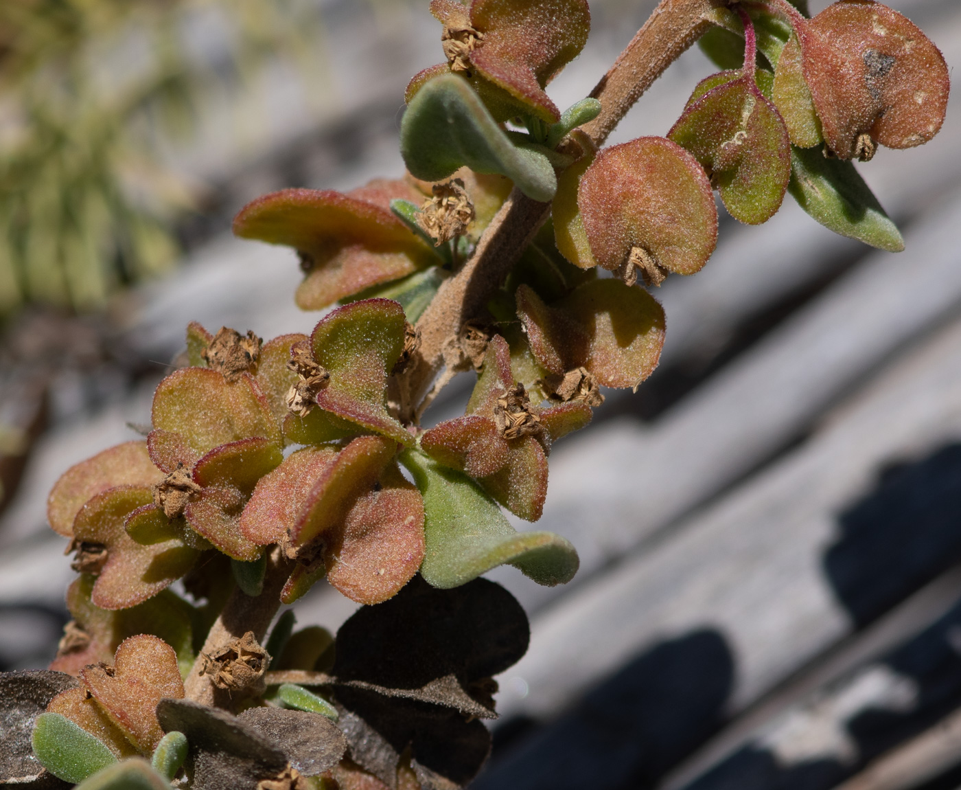 Image of Tetragonia decumbens specimen.