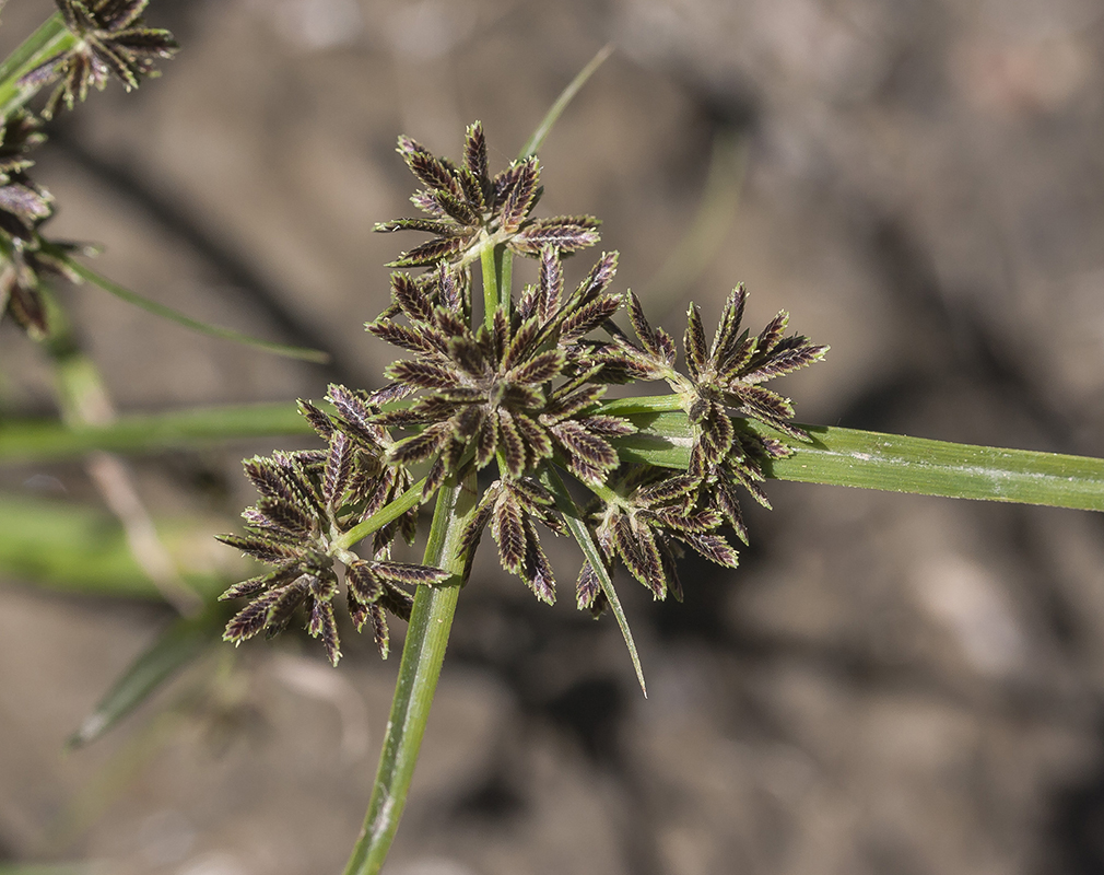 Image of Cyperus fuscus specimen.