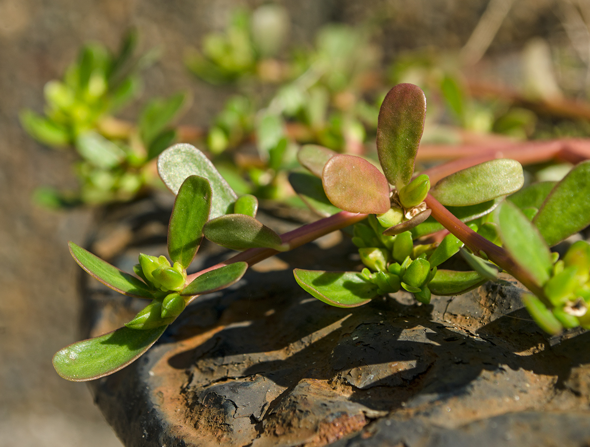 Изображение особи Portulaca oleracea.