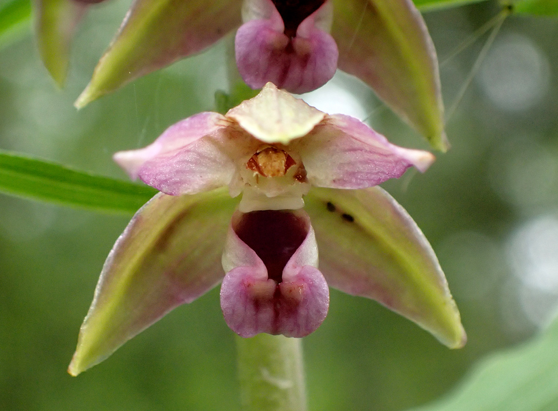 Изображение особи Epipactis helleborine.