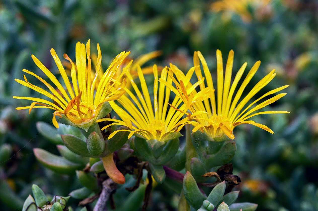 Изображение особи семейство Aizoaceae.