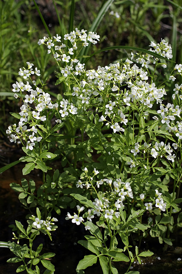 Image of Cardamine amara specimen.