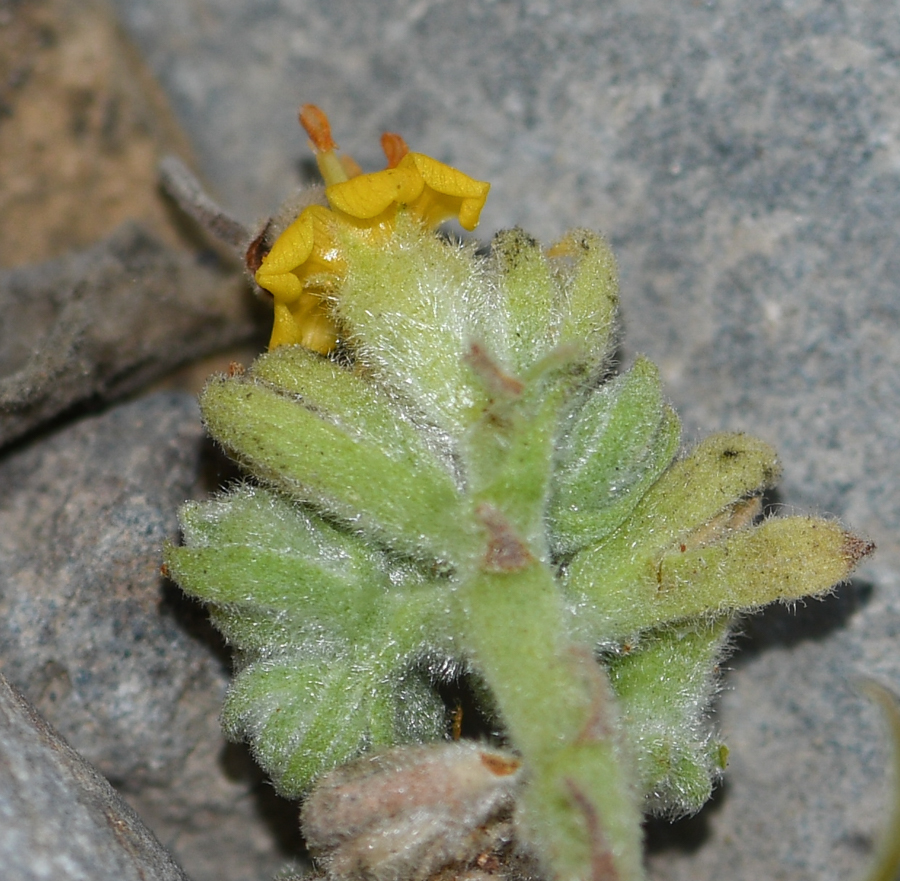 Image of Waltheria ovata specimen.