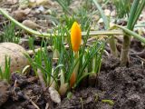 Crocus ancyrensis. Расцветающие растения (голландский материал, сорт 'Golden Bunch'). Краснодарский край, г. Усть-Лабинск, на приусадебном участке. 02.02.2020.