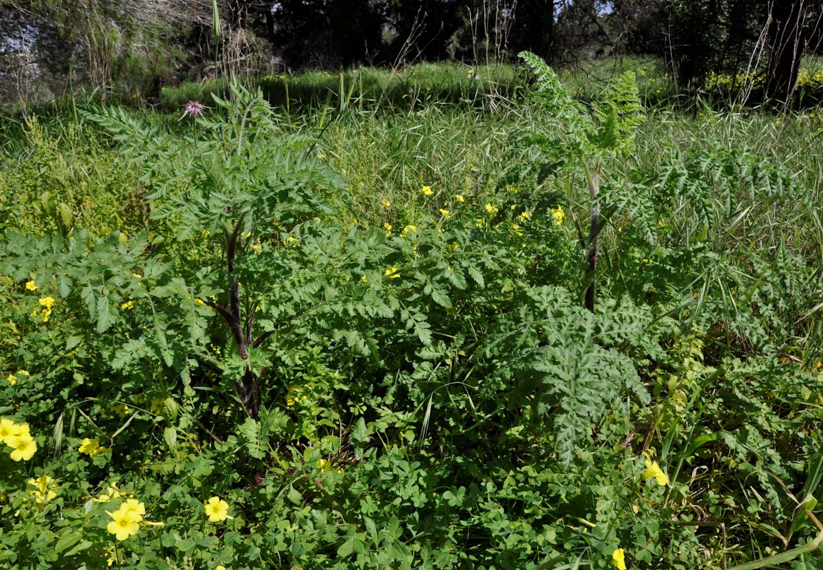 Image of genus Daucus specimen.