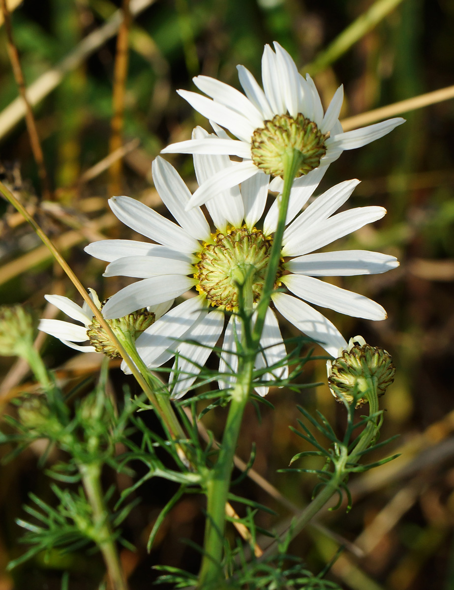 Изображение особи Tripleurospermum inodorum.