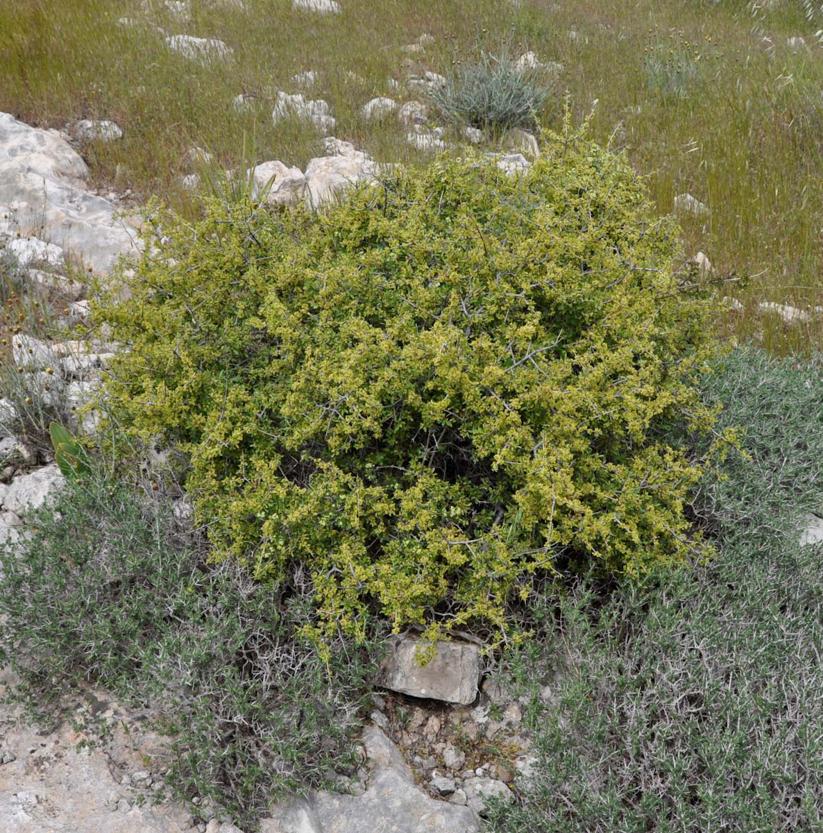 Image of Rhamnus lycioides ssp. graeca specimen.