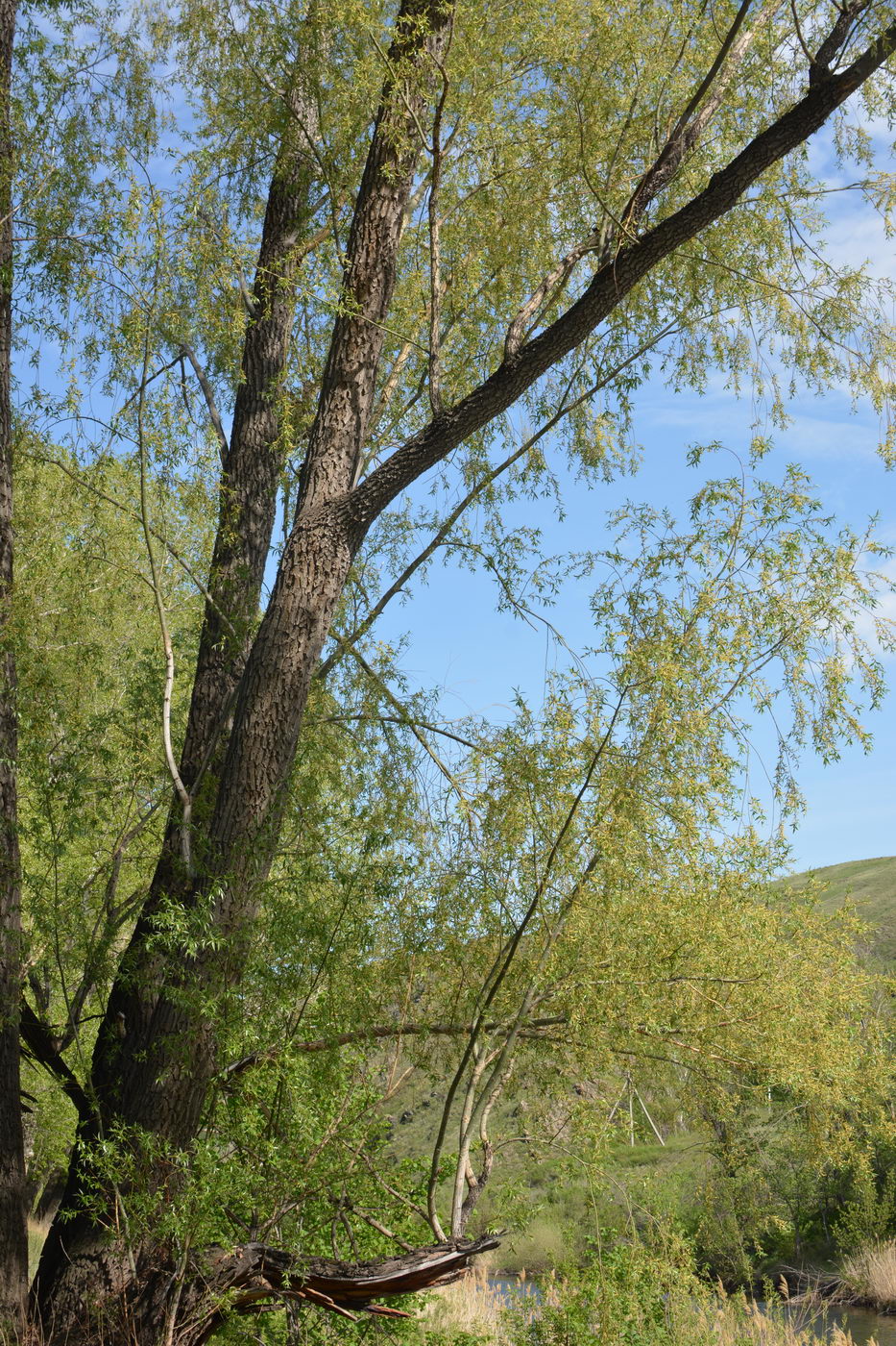 Image of Salix euxina specimen.