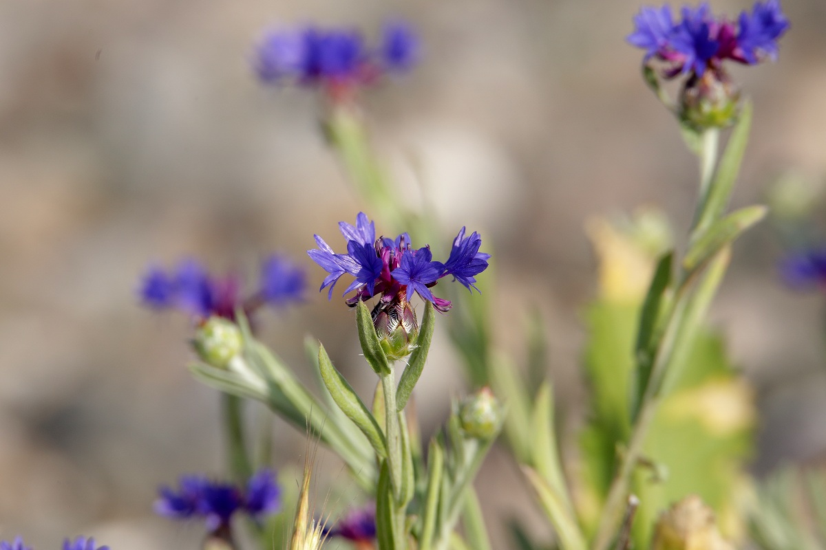 Изображение особи Centaurea depressa.