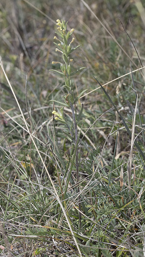 Image of Macrosyringion glutinosum specimen.