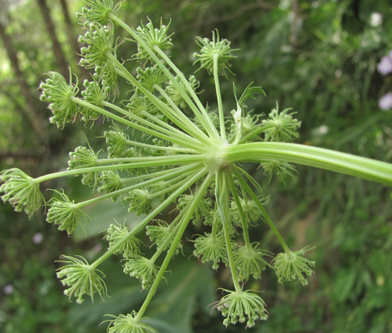 Image of Seseli libanotis specimen.