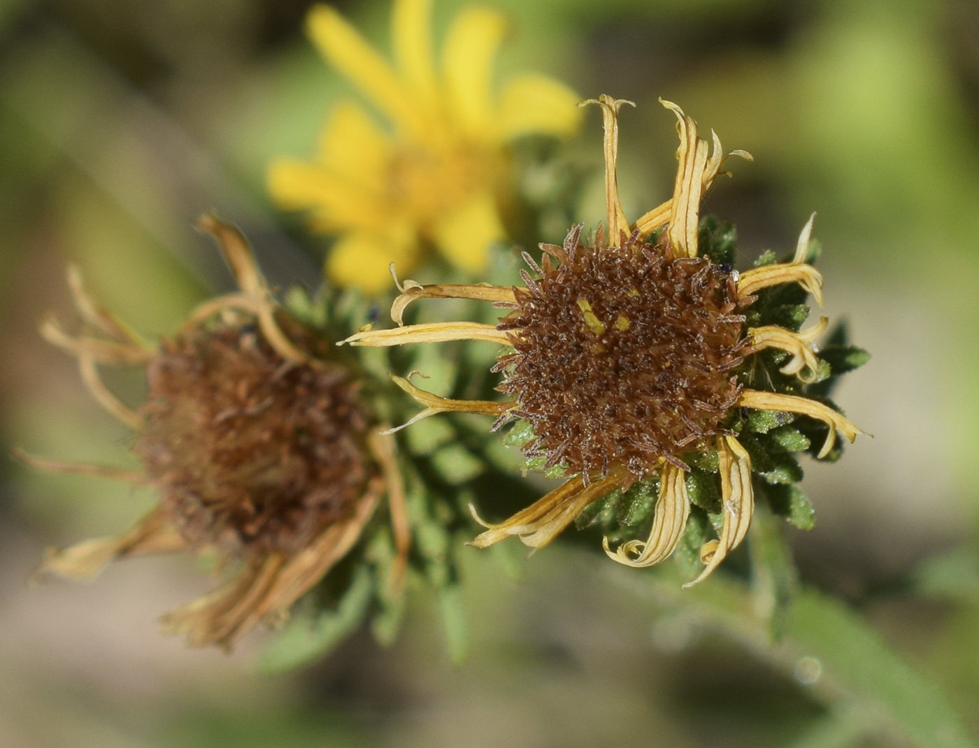 Image of Jasonia tuberosa specimen.