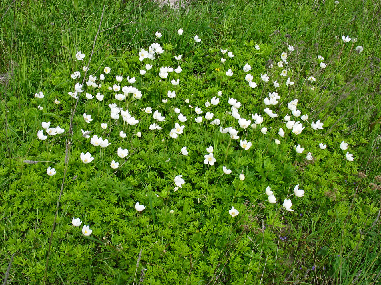 Image of Anemone sylvestris specimen.