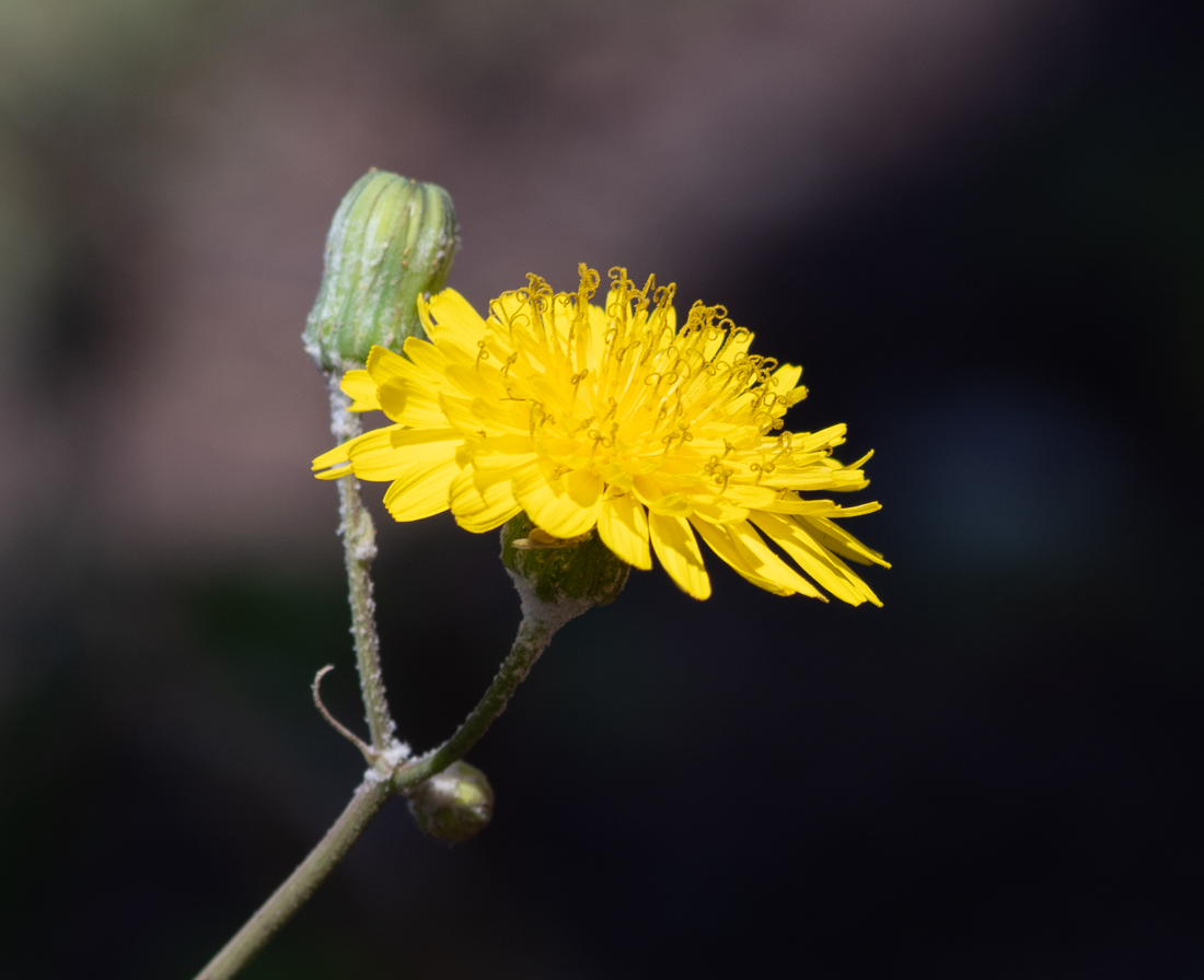 Image of Sonchus tenerrimus specimen.