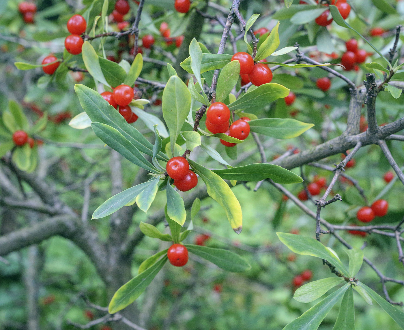 Image of Daphne giraldii specimen.