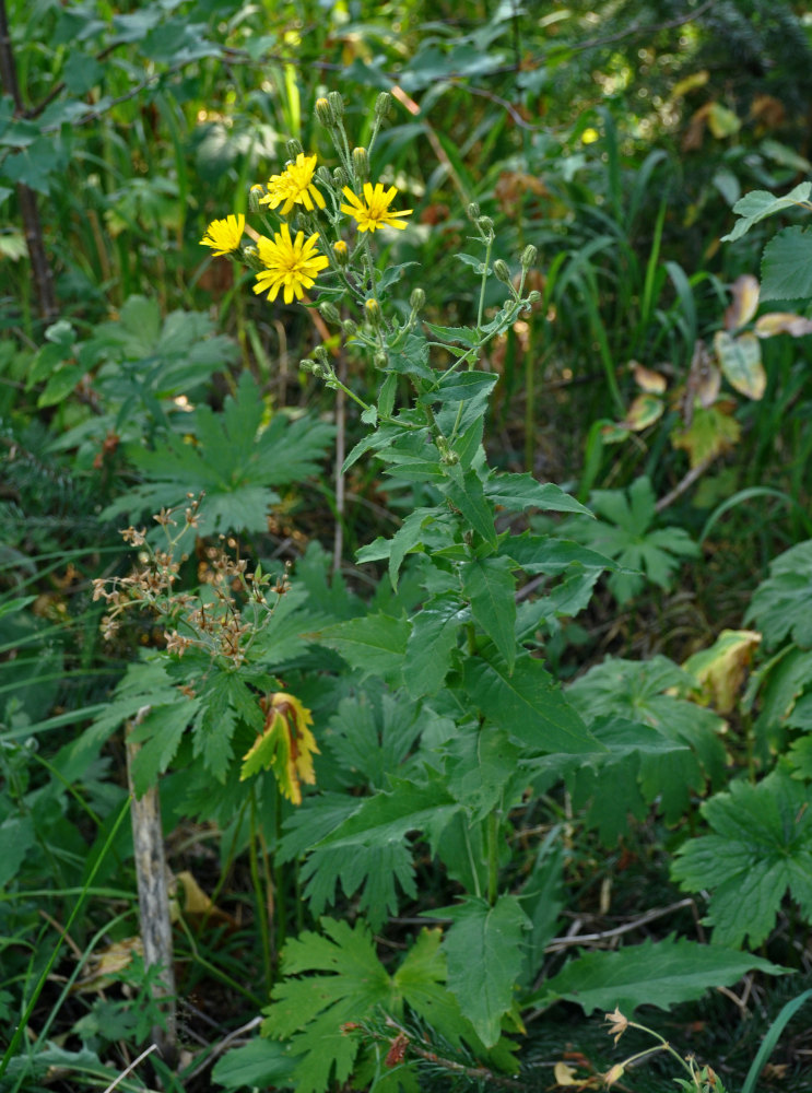 Изображение особи Hieracium krylovii.