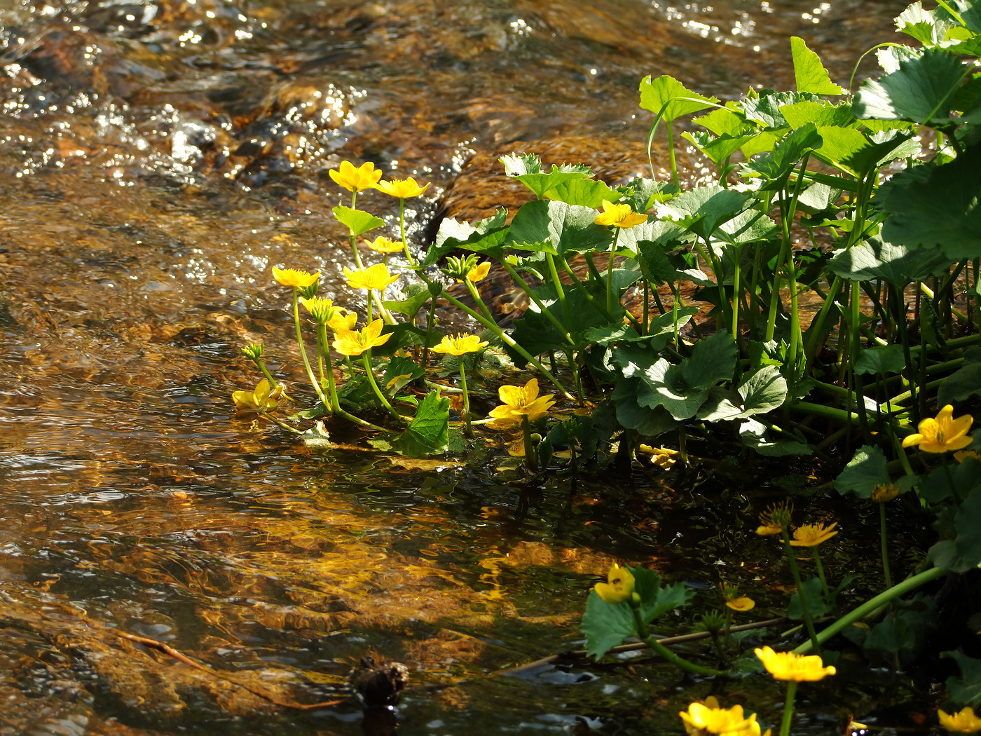 Image of Caltha palustris specimen.