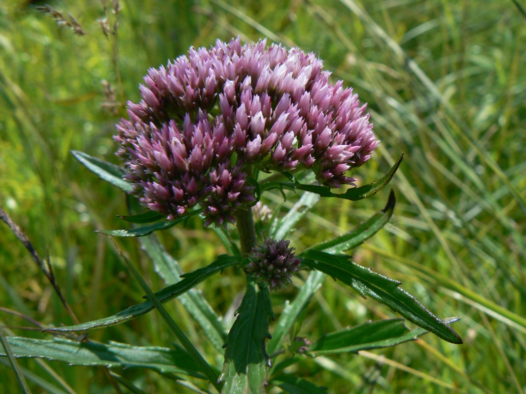 Image of Eupatorium lindleyanum specimen.