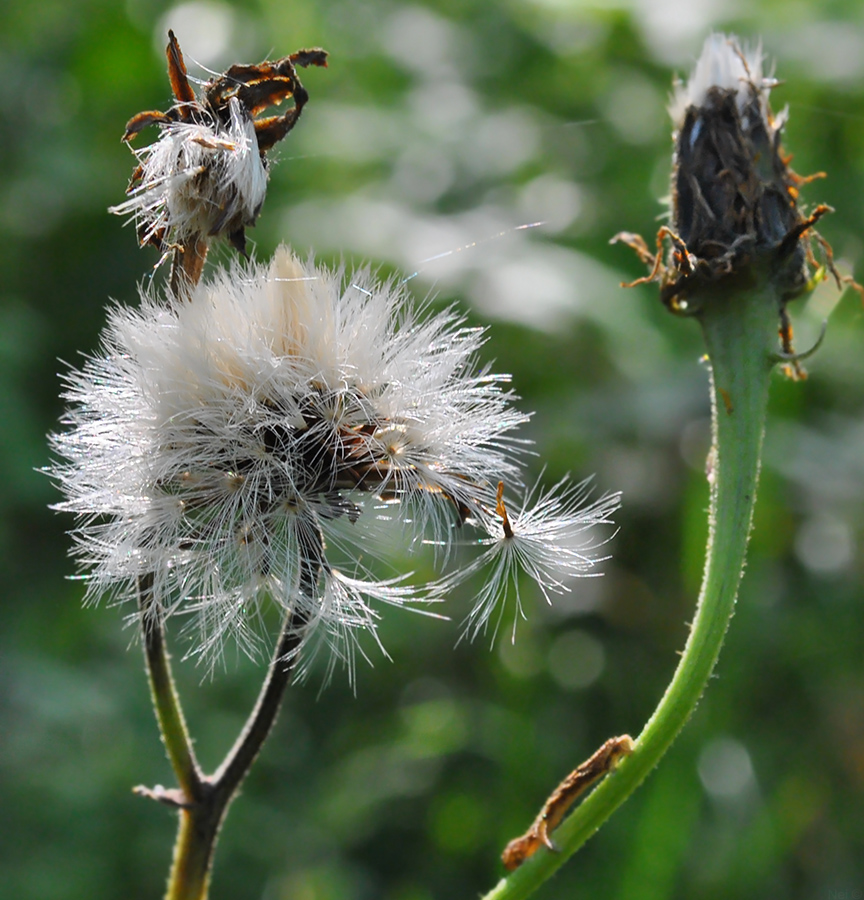 Image of Crepis sibirica specimen.