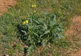 Diplotaxis tenuifolia