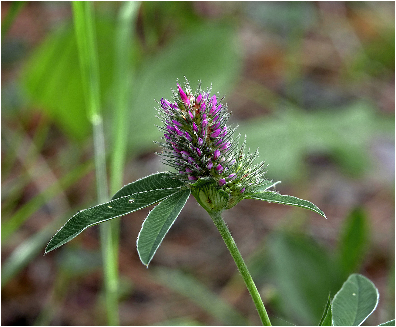 Image of Trifolium medium specimen.