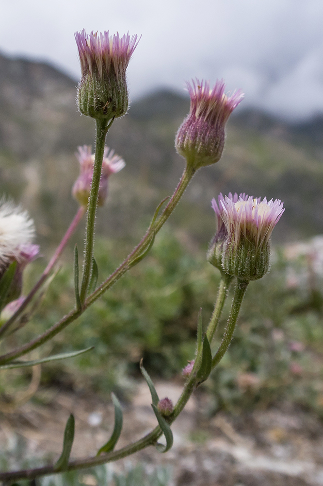 Image of Erigeron acris ssp. botschantzevii specimen.