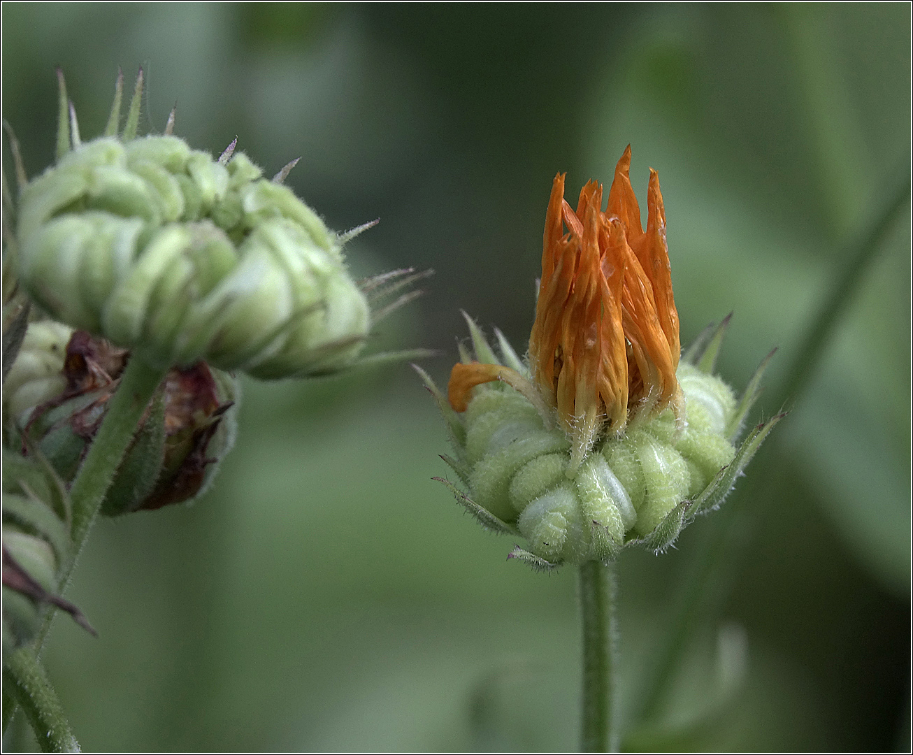 Изображение особи Calendula officinalis.