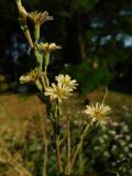 Lactuca saligna