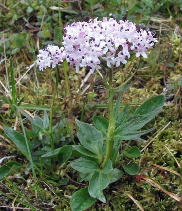 Изображение особи Valeriana capitata.