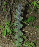 Ajuga orientalis