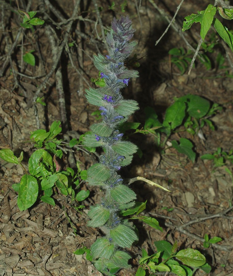 Image of Ajuga orientalis specimen.