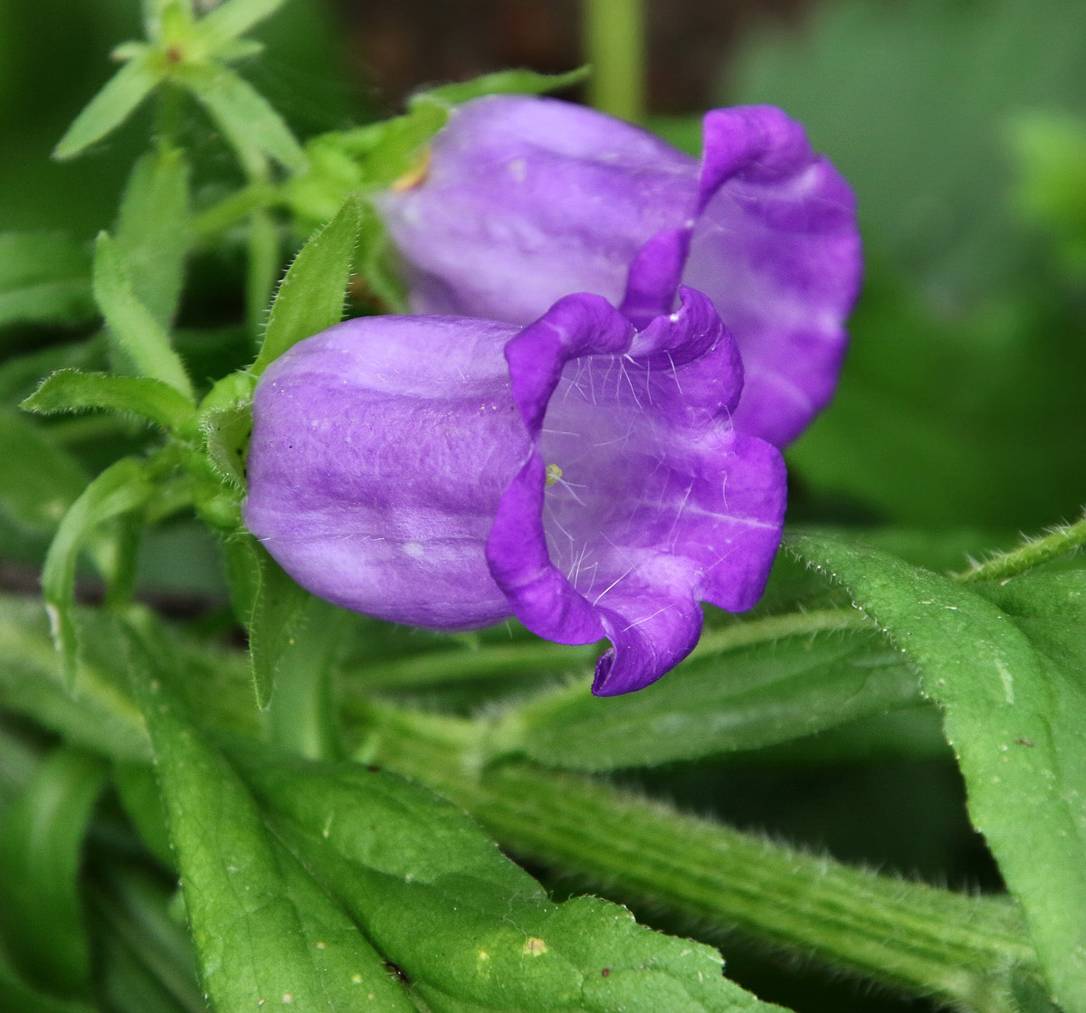 Image of Campanula medium specimen.