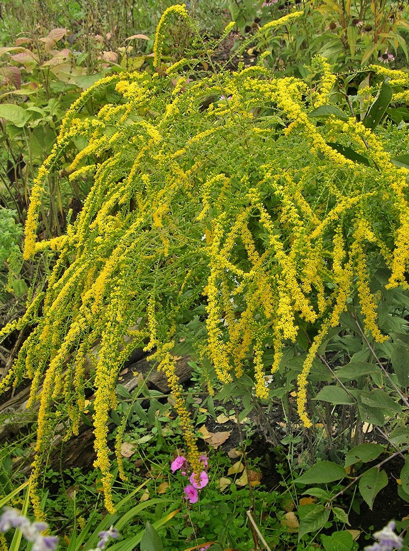 Изображение особи Solidago rugosa.