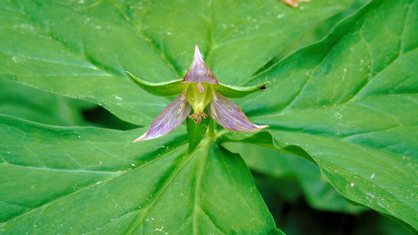 Изображение особи Trillium tschonoskii.