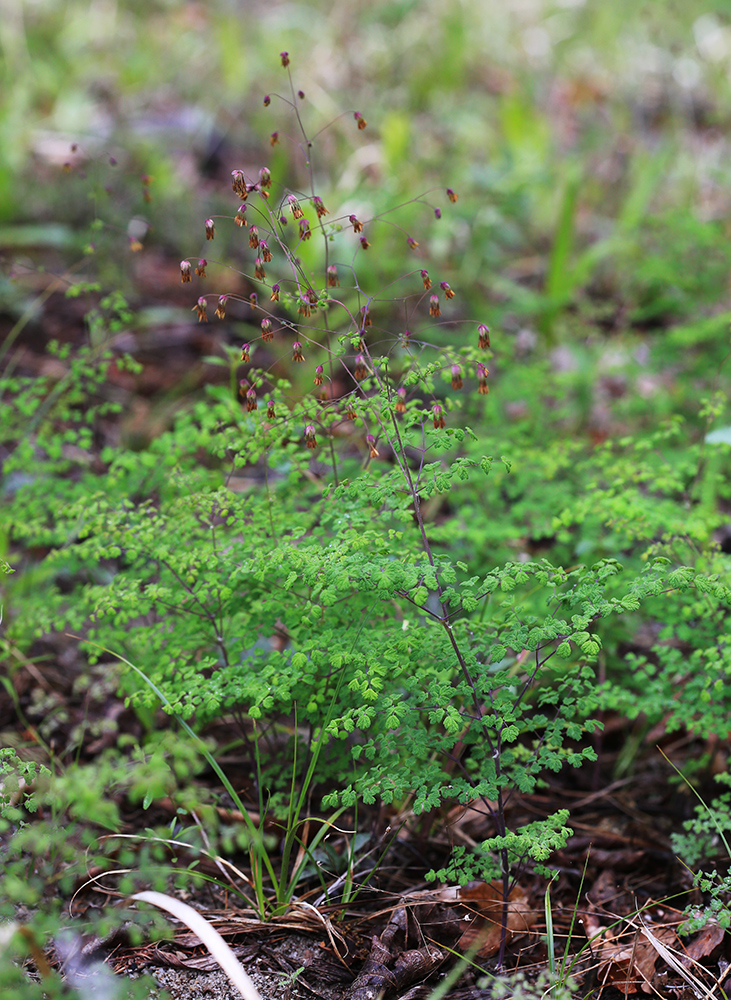 Image of Thalictrum foetidum specimen.