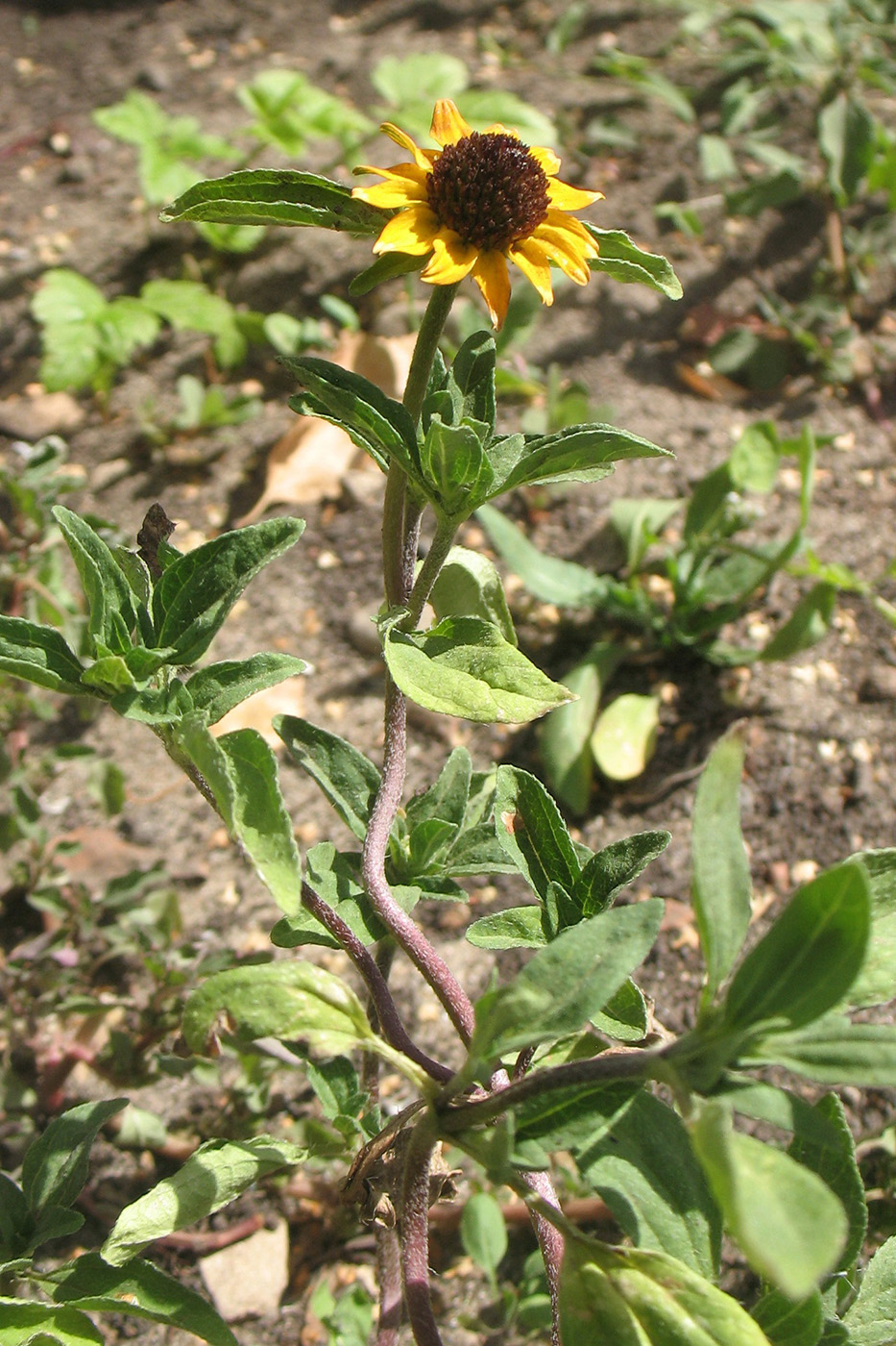 Изображение особи Sanvitalia procumbens.